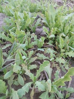 علت شاخ برگ نزدن خشخاش