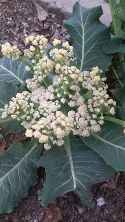 علت عدم کیفیت باردهی محصول