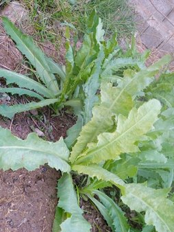 زردخشک شدن تریاک