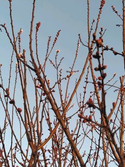 گلدهی زردآلو