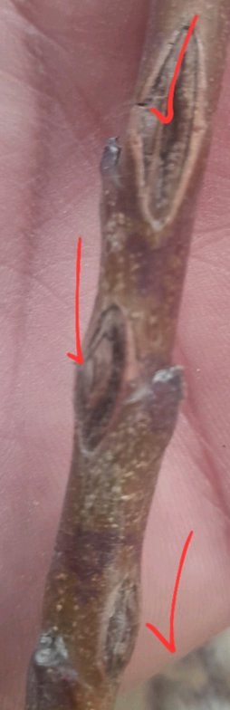 وجود زحم روی شاخه های جوان هیته داران