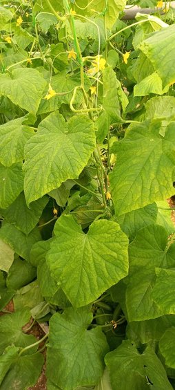 زردی برگ خیار