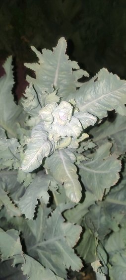 این افت دراثرچیست وبرای بحبودچکاربایدکرد..