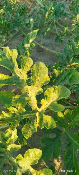 این چه بیماری است؟