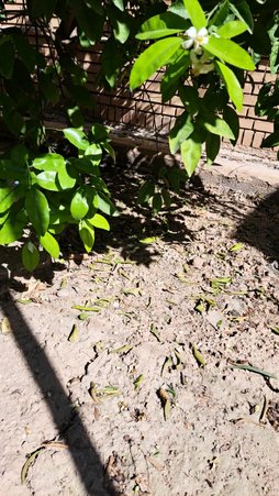 سرنوشت شکوفه ها