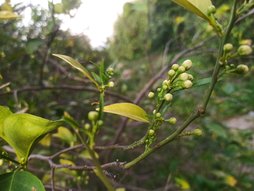 کود دهی مرکبات