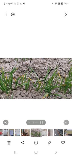 سلام علت زردی نوک برگ گندم هنگام پنجه زنی چیست؟