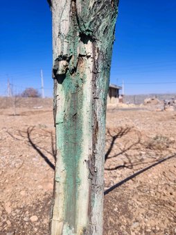 بیماری گردو