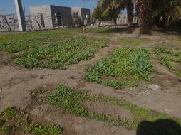 یه کمی تریاک کاشتم زرد شدن وکم رشد شدن