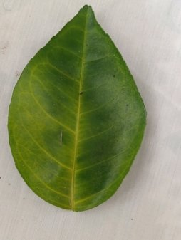 دلیل ریزش برگ