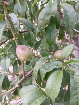 درخت شلیل شمس