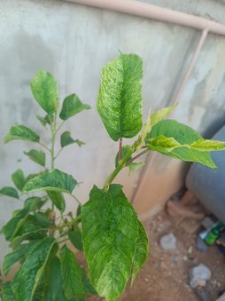 نوع بیماری درخت