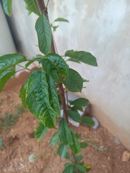 آریس