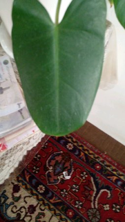 گلآریس