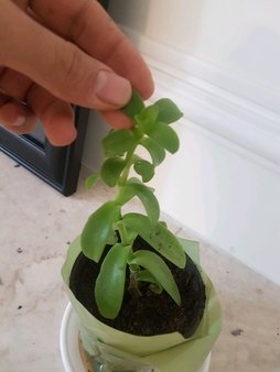 گلآریس