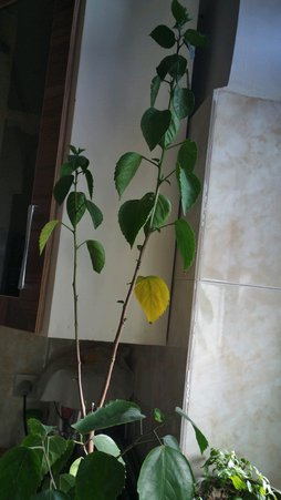 گلآریس