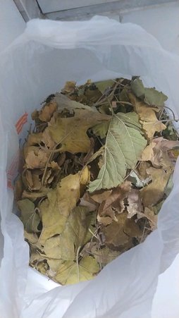گلآریس