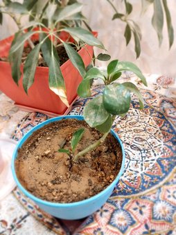 گلآریس