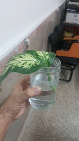 گلآریس