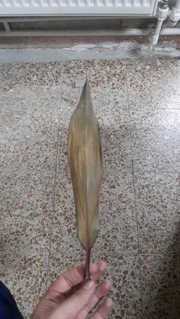 گلآریس