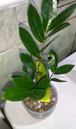 گلآریس