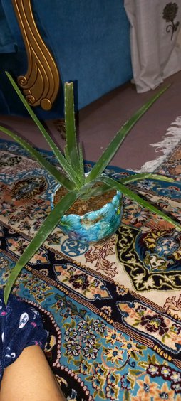 گلآریس
