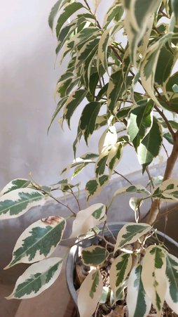گلآریس