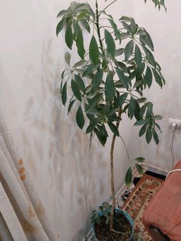 گلآریس