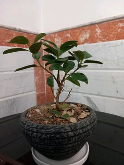 گلآریس