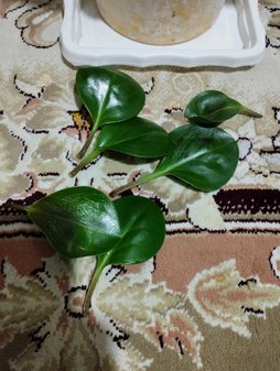 گلآریس