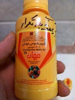 گلآریس