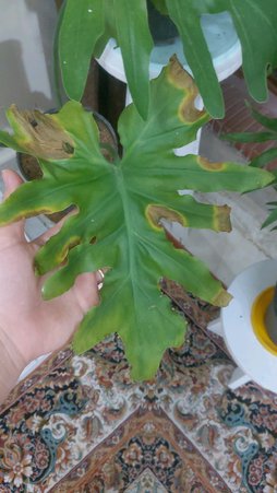 گلآریس