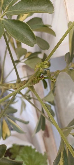 گلآریس