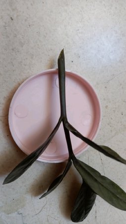 گلآریس