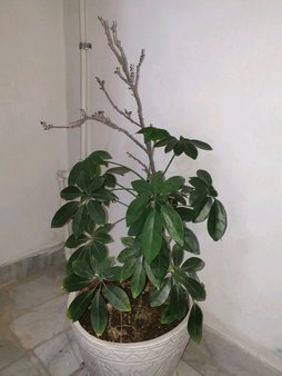 گلآریس