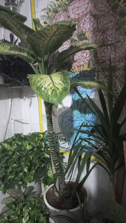 گلآریس