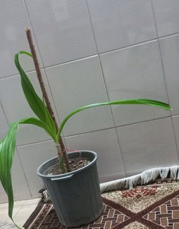 گلآریس