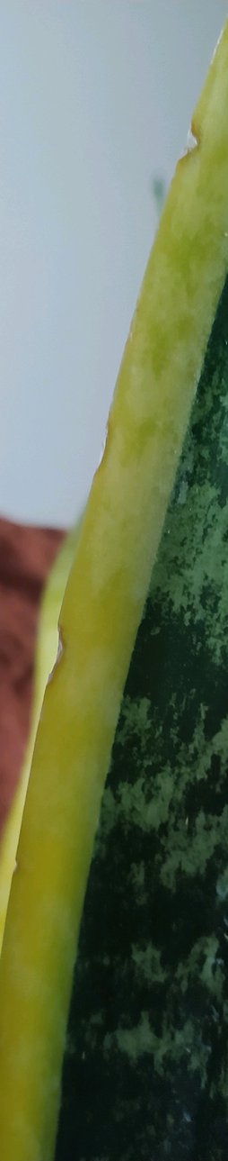 گلآریس