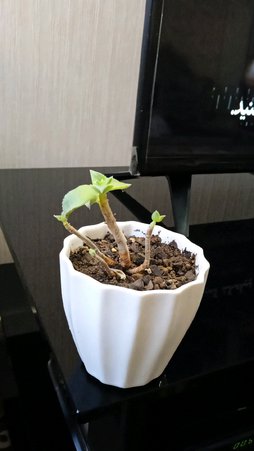 گلآریس