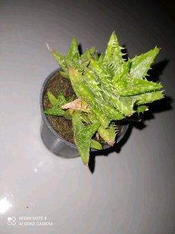 گلآریس
