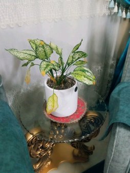 گلآریس