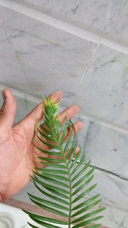 گلآریس