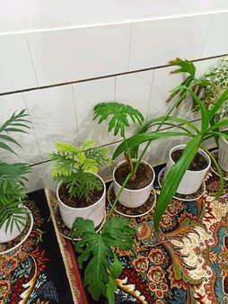 گلآریس