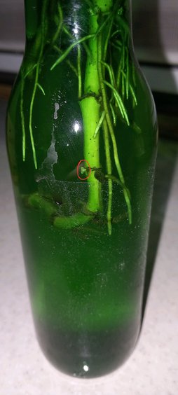 گلآریس