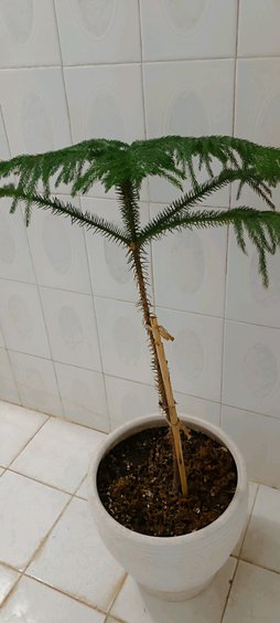 گلآریس