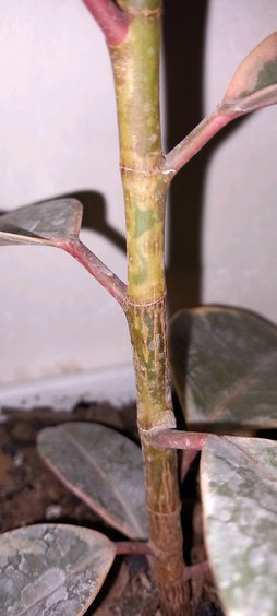 گلآریس