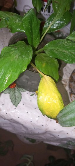 گلآریس