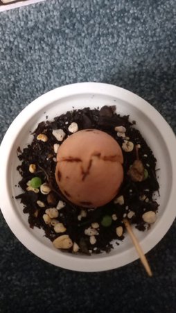 گلآریس