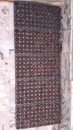 گلآریس