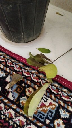 گلآریس